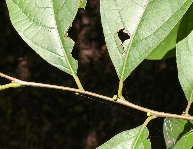 image of Lindera benzoin, Northern Spicebush, Wild Allspice