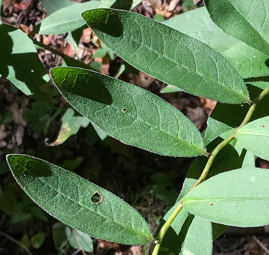 image of Silphium dentatum, Starry Rosinweed