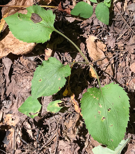 image of Solidago sphacelata, Heartleaf Goldenrod, False Goldenrod, Limestone Goldenrod, Autumn Goldenrod