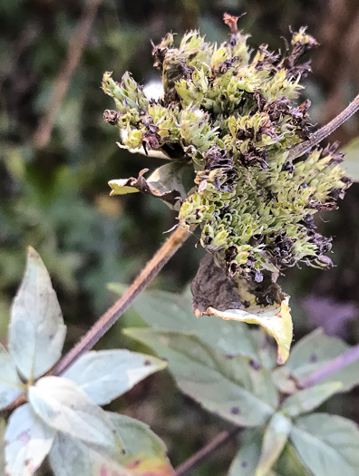 image of Pycnanthemum loomisii, Loomis's Mountain-mint