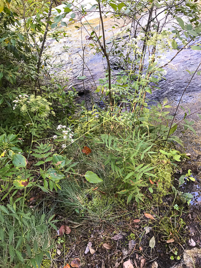 image of Oxypolis rigidior, Cowbane, Pig-potato, Stiff Cowbane