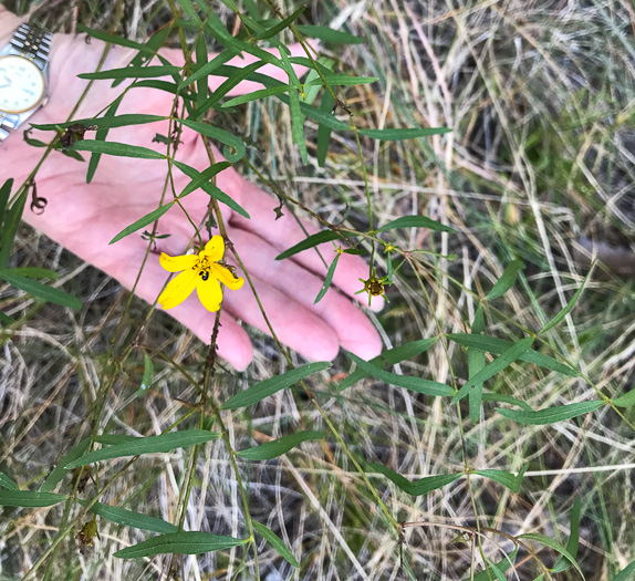 image of Coreopsis major var. rigida, Whorled Coreopsis, Stiffleaf Coreopsis, Greater Tickseed, Whorled Tickseed