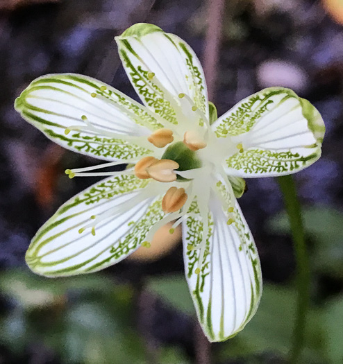 image of Parnassia grandifolia, Bigleaf Grass-of-Parnassus, Limeseep Parnassia