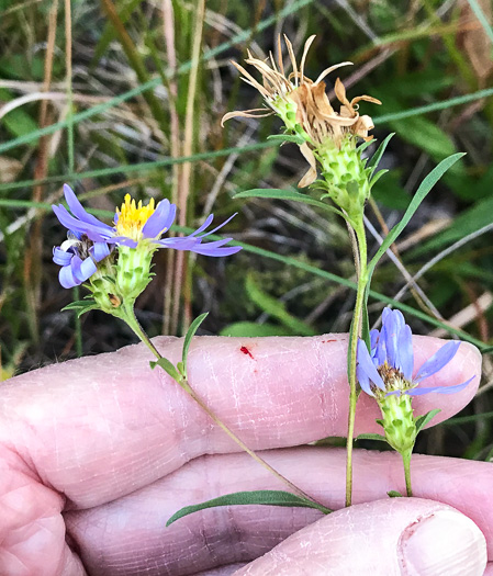 image of Eurybia surculosa, Creeping Aster, Michaux's Wood-Aster