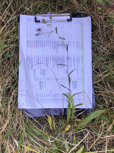 image of Eurybia surculosa, Creeping Aster, Michaux's Wood-Aster