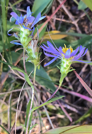 image of Eurybia surculosa, Creeping Aster, Michaux's Wood-Aster