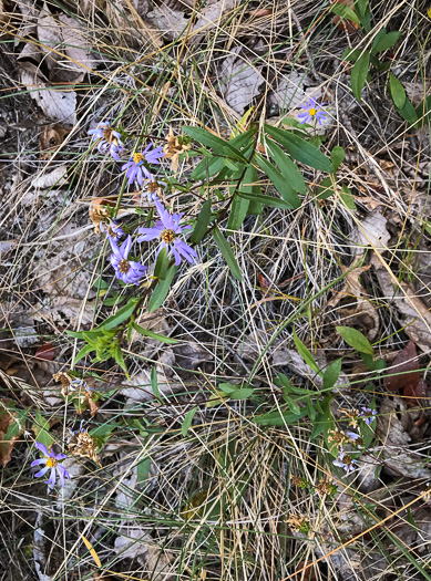 image of Eurybia surculosa, Creeping Aster, Michaux's Wood-Aster