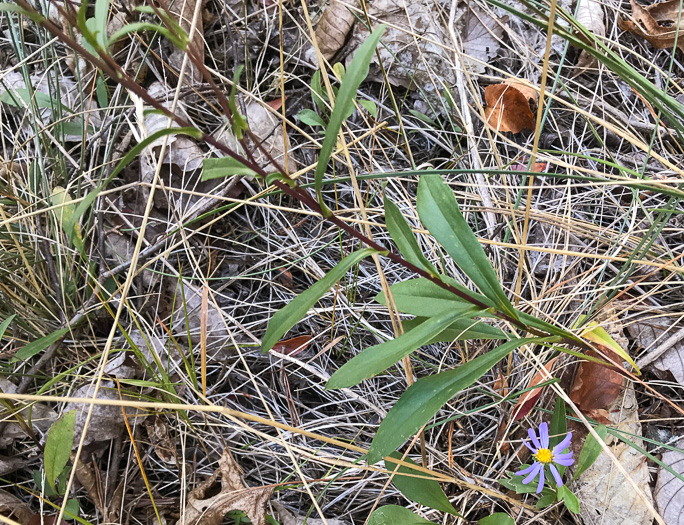 image of Eurybia surculosa, Creeping Aster, Michaux's Wood-Aster