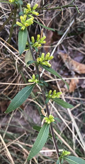 image of Solidago erecta, Slender Goldenrod, Erect Goldenrod