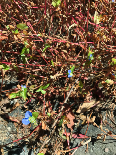 image of Commelina communis, Asiatic Dayflower, Common Dayflower