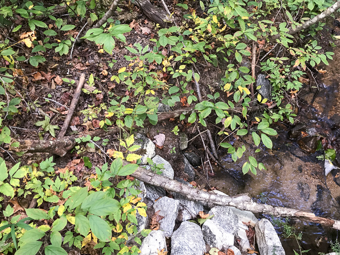 image of Itea virginica, Virginia Sweetspire, Virginia-willow