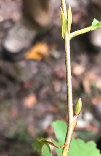 image of Alnus serrulata, Tag Alder, Hazel Alder, Smooth Alder