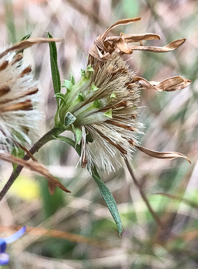 image of Eurybia surculosa, Creeping Aster, Michaux's Wood-Aster