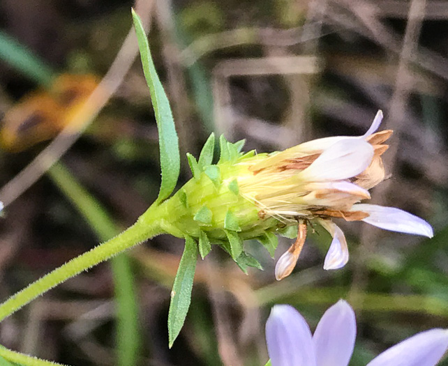 Eurybia avita, Alexander's Rock Aster