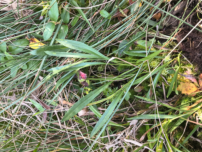 image of Eurybia avita, Alexander's Rock Aster