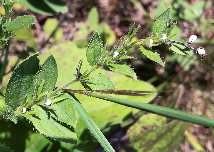 image of Lithospermum virginianum, Virginia Marbleseed, Virginia False Gromwell, Pineland Marbleseed