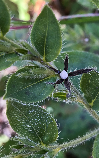 image of Lithospermum virginianum, Virginia Marbleseed, Virginia False Gromwell, Pineland Marbleseed