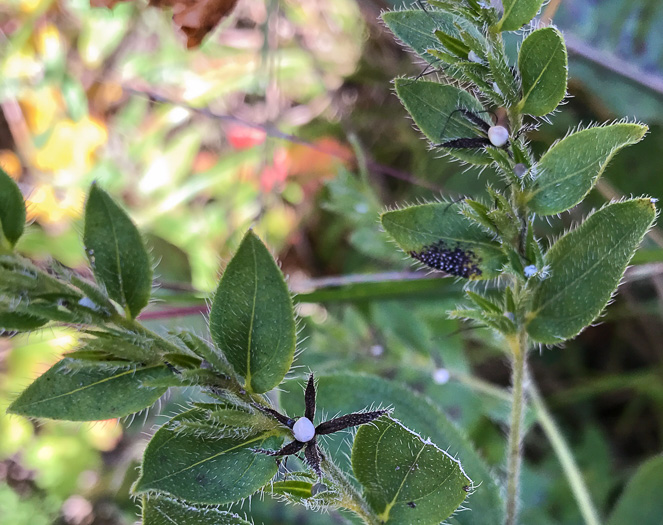 image of Lithospermum virginianum, Virginia Marbleseed, Virginia False Gromwell, Pineland Marbleseed