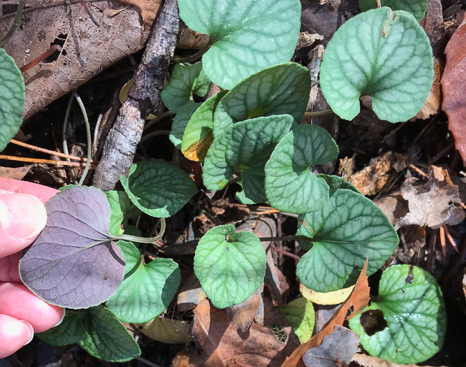 image of Viola walteri, Walter's Violet, Prostrate Blue Violet