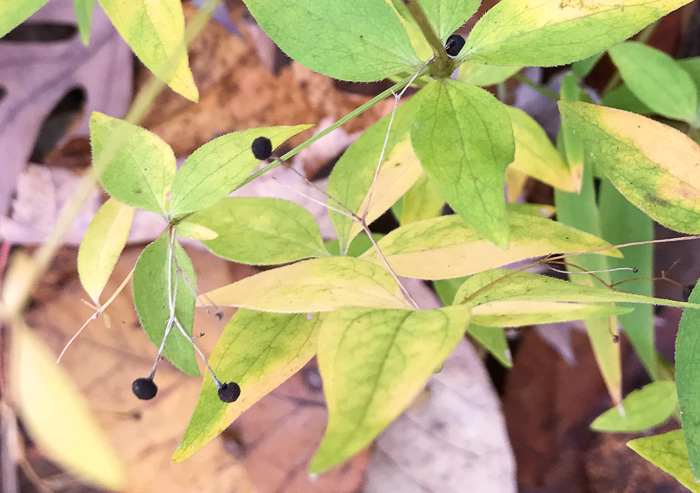 image of Galium latifolium, Purple Bedstraw, Wideleaf Bedstraw