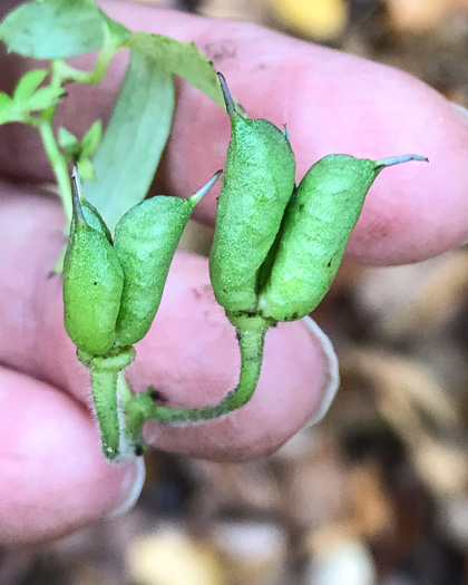 image of Aconitum uncinatum, Appalachian Blue Monkshood, Eastern Blue Monkshood