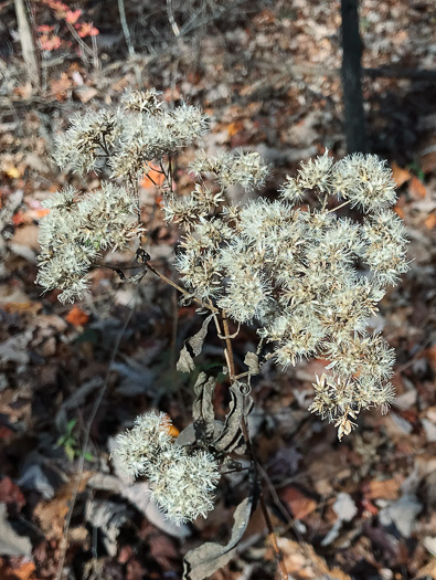 image of Eupatorium sessilifolium var. sessilifolium, Upland Boneset, Sessile-leaf Eupatorium