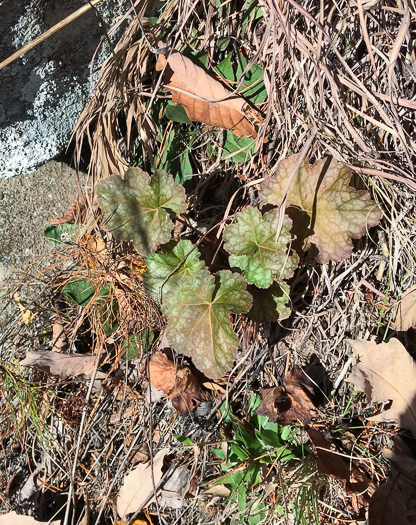 image of Heuchera hispida, Purple Alumroot, Hispid Alumroot