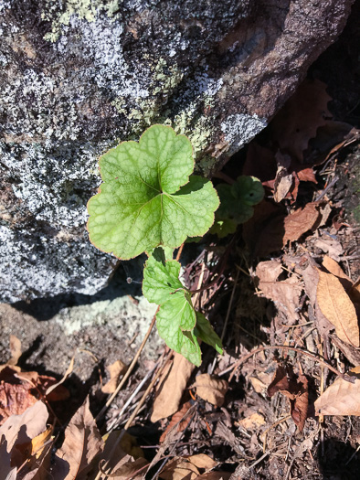 image of Heuchera hispida, Purple Alumroot, Hispid Alumroot