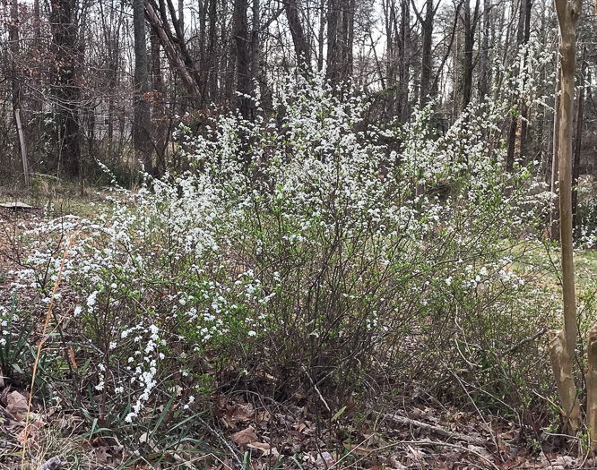 image of Spiraea thunbergii, Thunberg's Meadowsweet