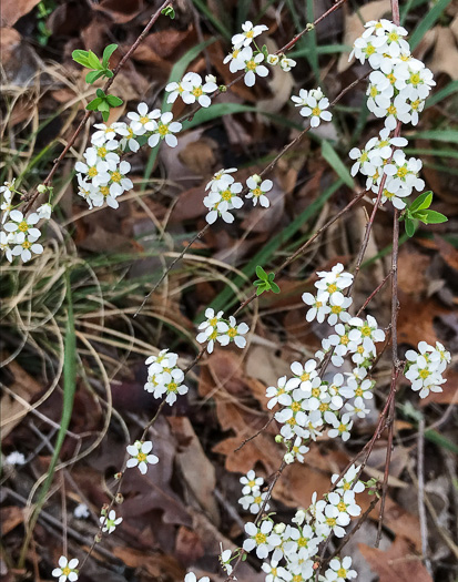 image of Spiraea thunbergii, Thunberg's Meadowsweet