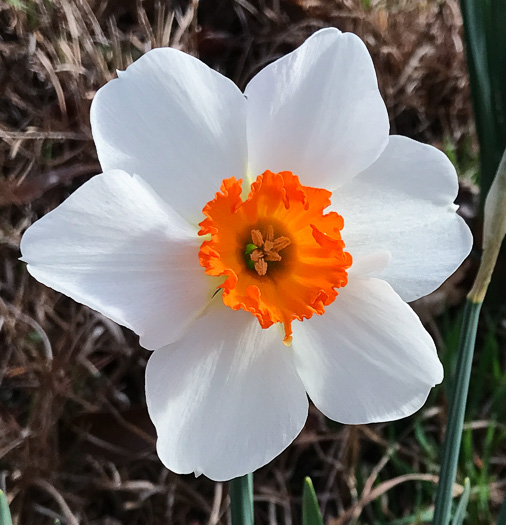 image of Narcissus ×incomparabilis, Nonesuch Daffodil