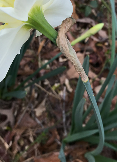 image of Narcissus ×incomparabilis, Nonesuch Daffodil