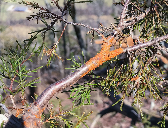 image of Juniperus virginiana, Eastern Red Cedar