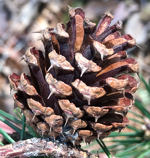 image of Pinus virginiana, Virginia Pine, Scrub Pine, Jersey Pine, Possum Pine