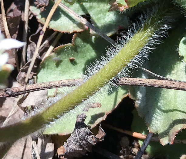 image of Micranthes virginiensis, Early Saxifrage