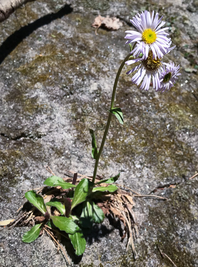 image of Erigeron pulchellus var. pulchellus, Robin's Plantain