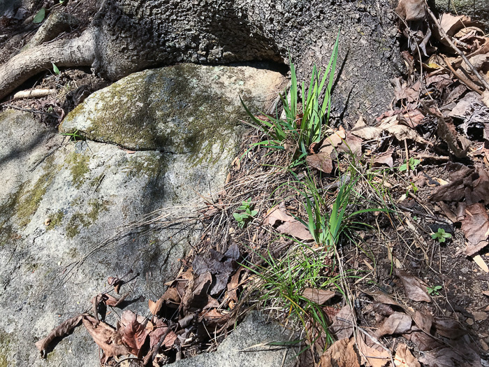 image of Sisyrinchium dichotomum, White Irisette, Isothermal Irisette