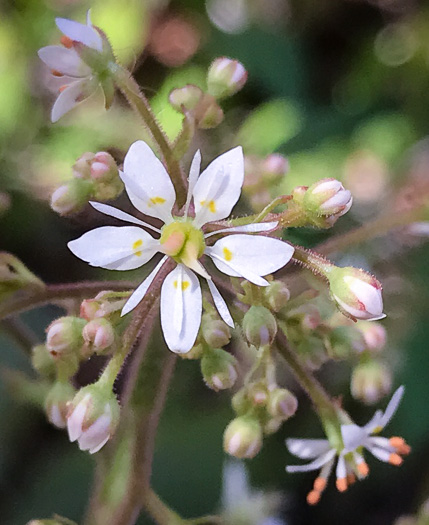 image of Micranthes micranthidifolia, Brook Lettuce, Mountain Lettuce, Branch Lettuce, Lettuceleaf Saxifrage