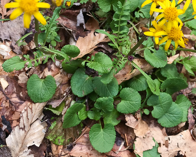 image of Packera aurea, Golden Ragwort, Heartleaf Ragwort, Golden Groundsel