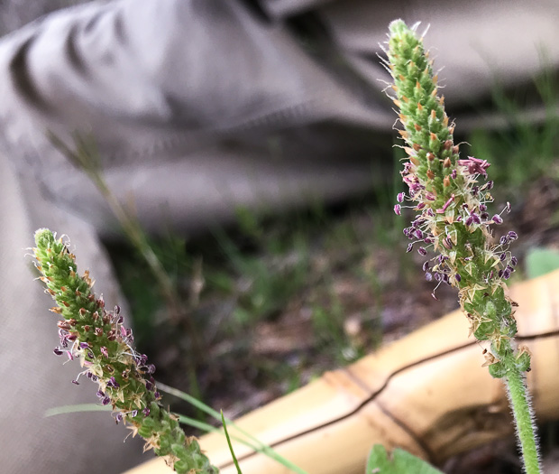 image of Plantago virginica, Virginia Plantain, Southern Plantain, Paleseed Plantain, Hoary Plantain