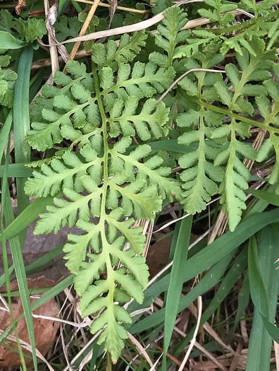 image of Woodsia obtusa ssp. obtusa, Blunt-lobed Cliff Fern, Common Woodsia