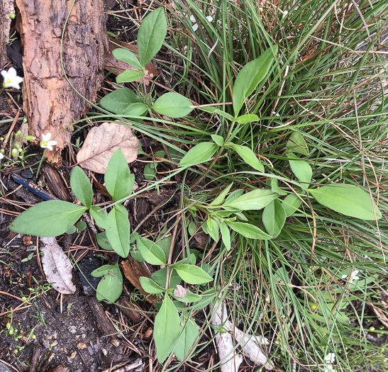 image of Coreopsis sp. [Glassy Mtn HP], a puzzling Coreopsis [Glassy Mtn HP]