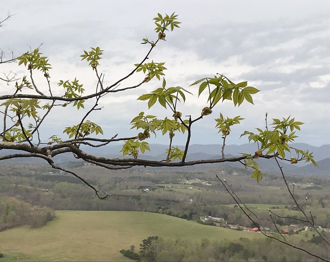 image of Carya pallida, Sand Hickory, Pale Hickory