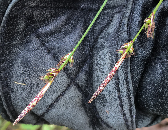 image of Carex pensylvanica, Pennsylvania Sedge, High Meadow Sedge