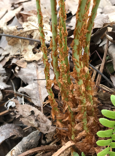 image of Dryopteris marginalis, Marginal Woodfern, Marginal Shield-fern