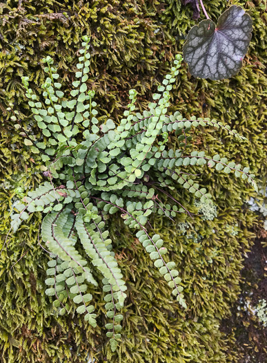 image of Asplenium trichomanes, Maidenhair Spleenwort