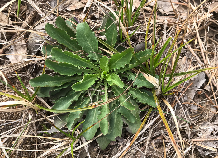 image of Borodinia missouriensis, Missouri Rockcress