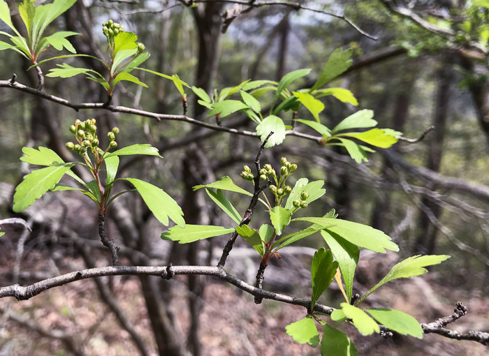 image of Crataegus spathulata, Littlehip Hawthorn, Spatulate Haw