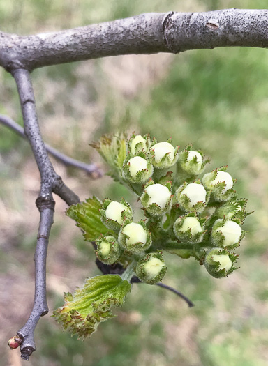 image of Crataegus mollis var. lanuginosa, Woolly Hawthorn, Webb City Hawthorn