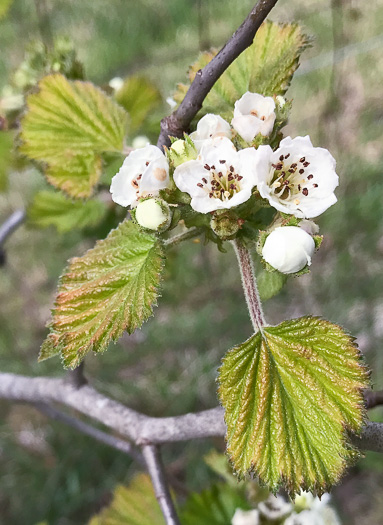 image of Crataegus mollis var. lanuginosa, Woolly Hawthorn, Webb City Hawthorn